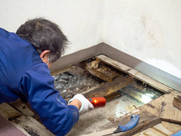 Best Local Mold Removal Service  in Garner, IA