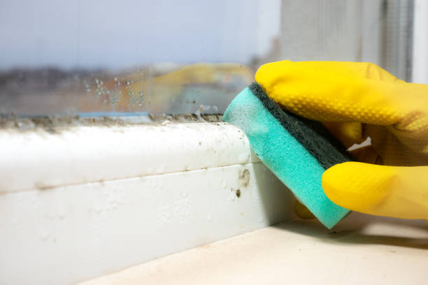 Best Mold Remediation  in Garner, IA