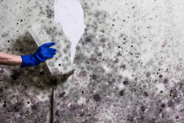 Best Mold Removal Near Me  in Garner, IA